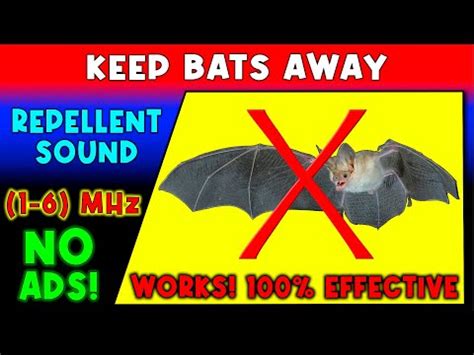 十五絡脈 驅趕蝙蝠的聲音